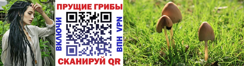 купить закладку  Томилино  Галлюциногенные грибы MAGIC MUSHROOMS 